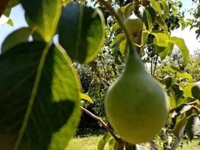 Сорта груш: устойчивы к болезням и удивляют урожайностью