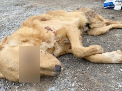 В приюте астраханского «единоросса» массово убивают собак