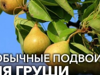 ГРУШИ БУДУТ ПЛОДОНОСИТЬ ДАЖЕ НА БОЛОТЕ И В СУРОВОМ КЛИМАТЕ, если привить их на эти подвои