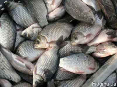 На Запоріжжі у перевізника вилучено 255 кг риби сумнівного походження
