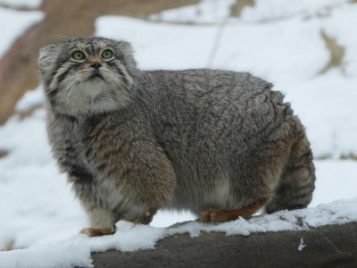 На Эвересте нашли кота