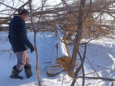 Лесополосу вырубил сельчанин в Жетысуской области