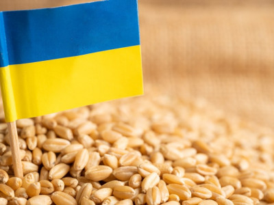 В Минагрополитики объясняют падение экспорта зерновых и масличных в январе на 20% блокировкой зернового коридора РФ
