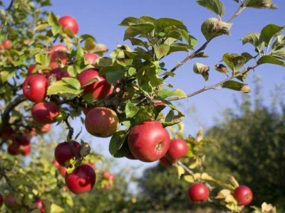 Многие дачники, огородники стремятся максимально исполь