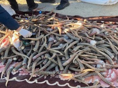 642 сайгачьих рога пытались продать в Уральске