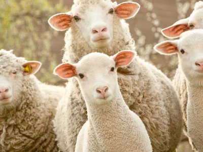 Казахстан подтвердил статус свободной от ящура страны