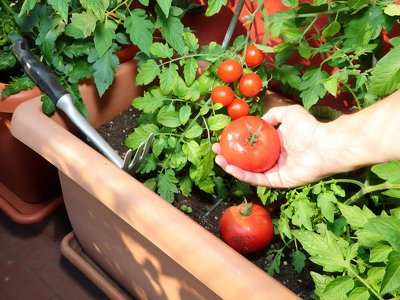 Как вырастить вкусные и ароматные помидоры у себя дома