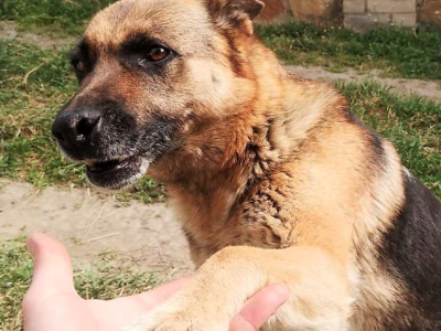 Пограничник спас раненую осколками овчарку Джессику, которая несла службу на позициях