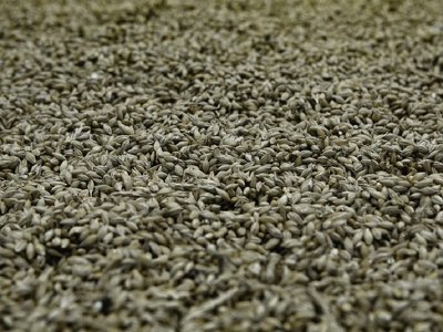 Крупный экспортер зерна Viterra намерен уйти с российского рынка — Financial Times