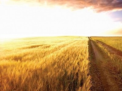 Хватит ли Украине хлеба: аграрии озвучили прогнозы будущего урожая