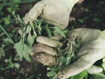 Гарантированно уничтожит все сорняки: простое средство, которое можно приготовить самостоятельно