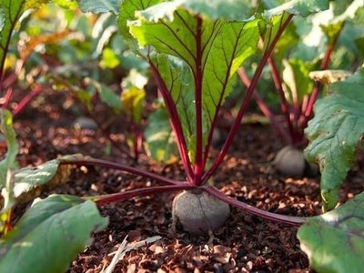 Когда и как сажать свеклу в открытую почву весной 2023 года