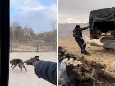 Отстрел собак и сбрасывание трупов в яму сняли на видео в Жанаозене 02 апреля 2023, 03:18