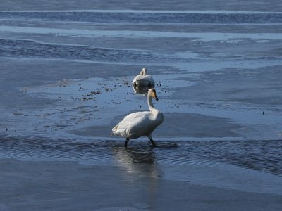 Птицы примерзают к водоему в Костанайской области