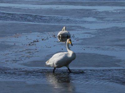 Лебедь примёрз к водоёму в Костанайской области