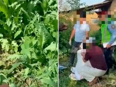 Около 4 тысяч кустов «кокнара» изъяли у жителя Туркестанской области