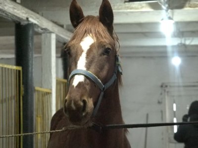  Уникальная костанайская порода лошадей находится на грани исчезновения 