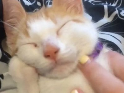 Сеть умилил очаровательный котик, который так мило подготовился ко сну