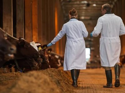ВОЗЖ предоставит Казахстану рекомендации по восстановлению статуса с ящуром в июне