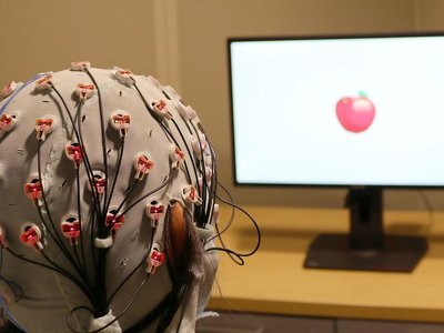 Вечное сияние чистого разума: что делает мозг во время сна и можно ли стереть воспоминания — новое исследование