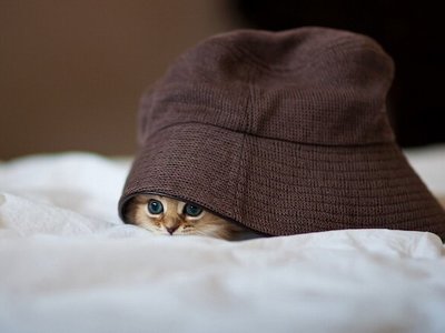 Милий котик вирішив гіпнозом забрати собі вечерю господаря