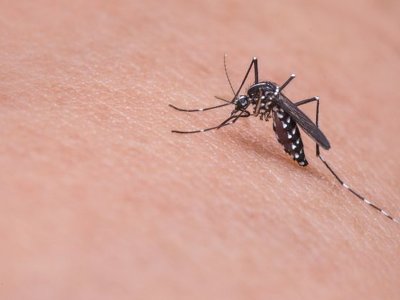 Вчені з’ясували, яку групу крові найбільше люблять комарі