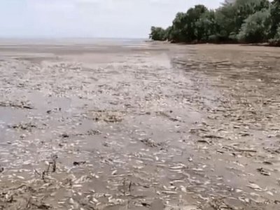 Після підриву Каховської ГЕС у чотирьох областях масовий мор риби: МОЗ звернулося до українців