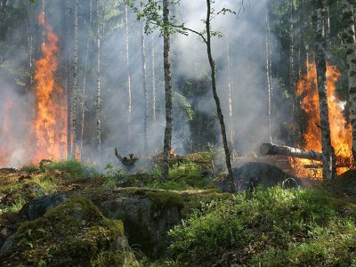 Площадь лесного пожара в области Абай увеличилась до 2 тыс. га
