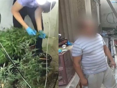 Фитолабораторию по выращиванию конопли ликвидировали правоохранители в Шымкенте