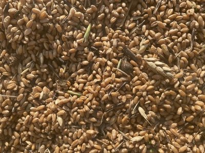 Из-за дождей в Казахстане пострадало качество зерна – Минсельхоз