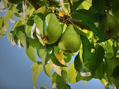 Какой фрукт нормализует работу ЖКТ и поднимает гемоглобин