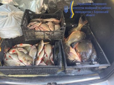 На лаві підсудних опинився мешканець Білозерської громади за незаконний вилов риби на понад 6,5 млн грн