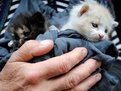 В Харькове возле подъезда нашли голову котенка возле подъезда