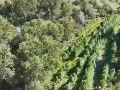 На территории яблоневых садов Тургеня обнаружили огромную плантацию конопли