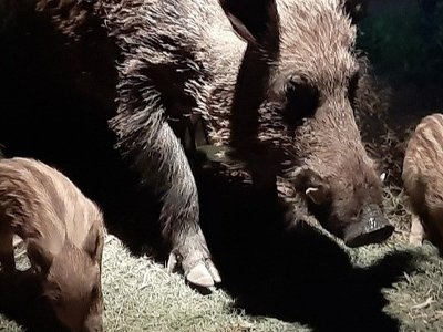 Жители Хайфы: кабанов становится всё больше-мэрия реагирует с неохотой