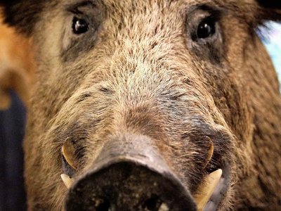 Дикий кабан убил российского диверсанта в Чернобыльской зоне