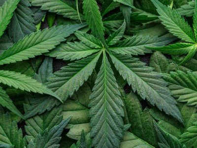 Кашу из конопли готовил житель Костанайской области