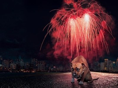 Проект Animal призывает граждан подписать петицию о запрете пиротехники