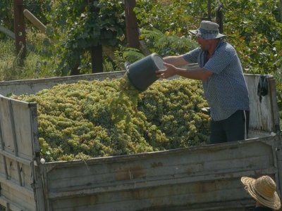 “Нам нужен экспорт в страны с высокой винной культурой” – грузинские виноделы обратились к ЕС