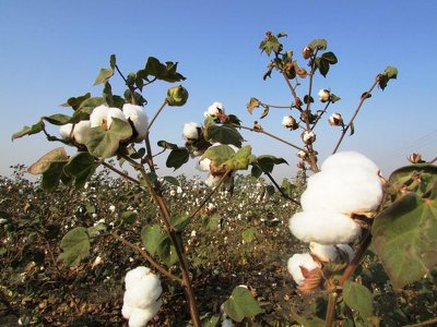 Turkmen farmers sow wheat in unharvested cotton fields to keep to official timetable