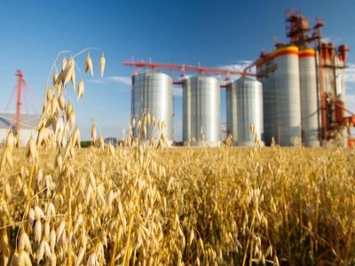 Свыше 31 миллиарда тенге выделено для закупа пшеницы у аграриев