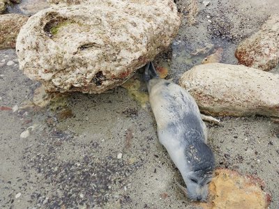 В Каспийском море массово гибнут тюлени – причиной могут быть российские ракеты