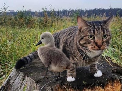Деревенский кот принёс пострадавшего птенца лебедя пенсионерам, чтобы те спасли его
