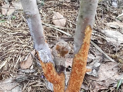 Если яблоню погрызли мыши или зайцы, то есть способ вос