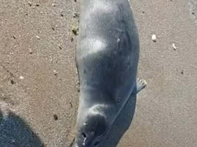  Количество погибших тюленей в Мангистау продолжает расти 