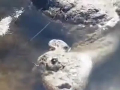 Сотни мёртвых сайгаков сняли на видео в ЗКО