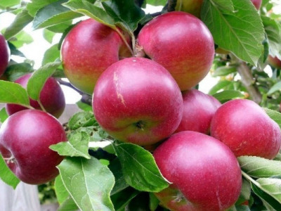 Собиратель исчезающих сортов яблок