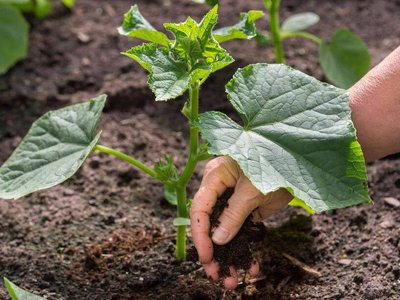 Что овощеводы закапывают на грядке: раскрыт секрет рекордных урожаев – вы должны это знать