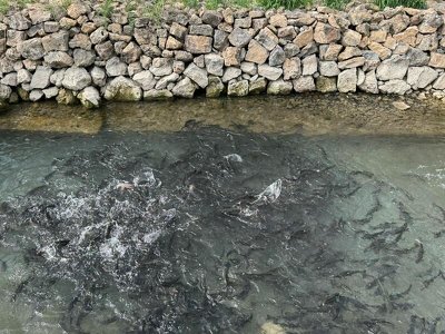 В ТУРКЕСТАНСКОЙ ОБЛАСТИ КОЛИЧЕСТВО ПРЕДПРИНИМАТЕЛЕЙ, ЗАНИМАЮЩИХСЯ ВЫРАЩИВАНИЕМ ТОВАРНОЙ РЫБЫ, ДОСТИГЛО 224