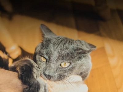 5 болезней, которыми можно заразиться от кошек и собак